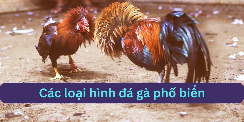 Các loại hình đá gà 98win phổ biến