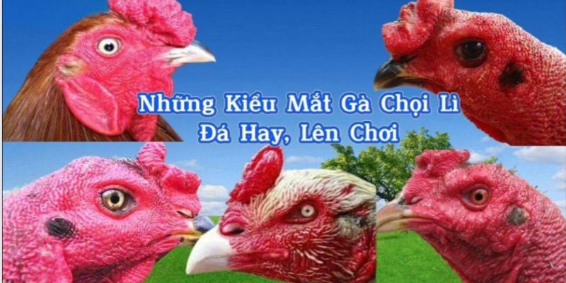 Những loại mắt gà chọi lì và đặc trưng nổi trội được quan tâm