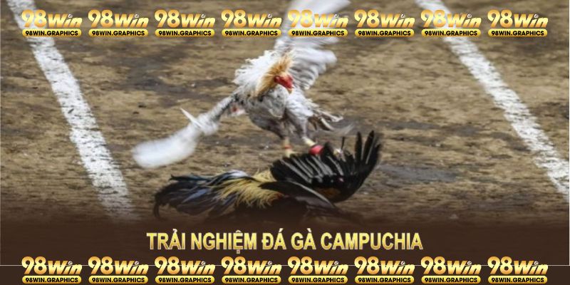 Trải nghiệm đá gà Campuchia tại 98WIN hứa hẹn mang lại nhiều lợi ích